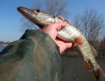 Ловля щуки весной Ловля щуки весной