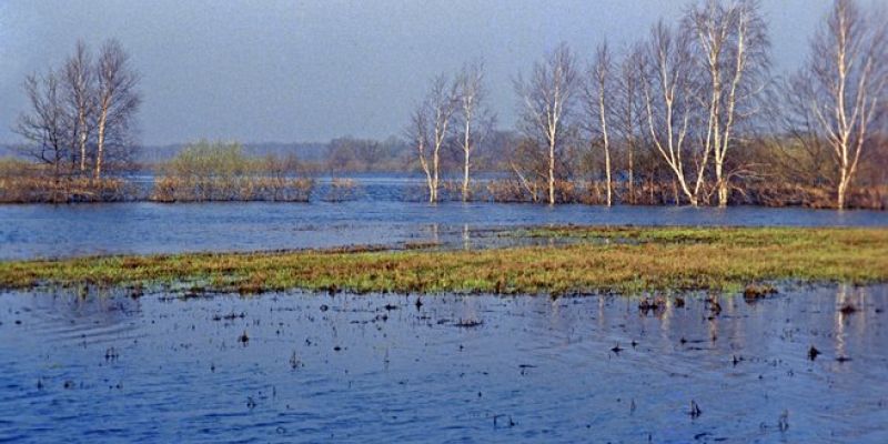 Алтайские лесники спасают мальков