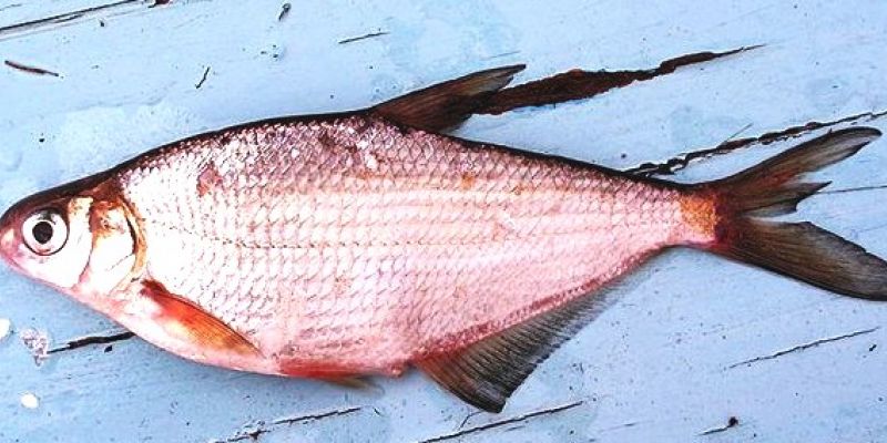 В Ленобласти увеличили количество "краснокнижных" видов рыбы