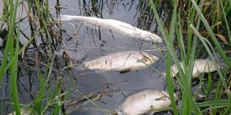 В Тамбовской области гибнет рыба