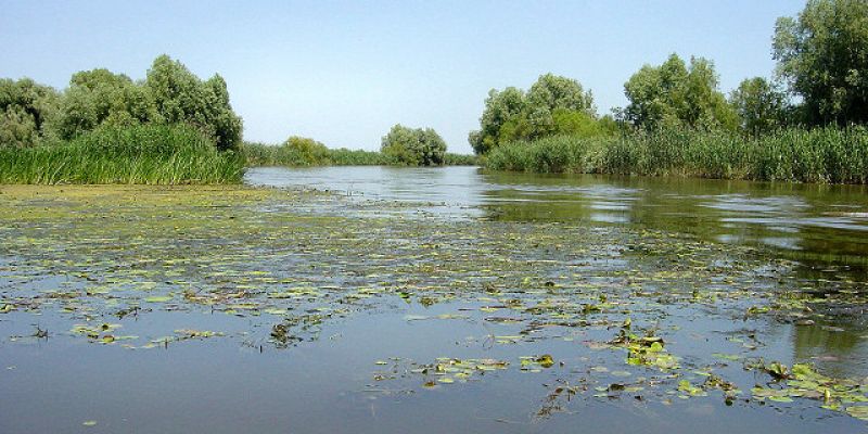 Весенний нерест на Волге осложнил низкий уровень воды