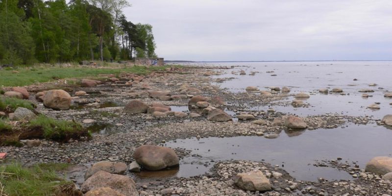В Финском заливе восстанавливают популяции ценных  рыб