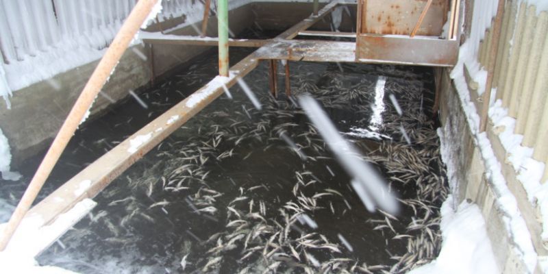 Томский научно-производственный рыбоводный комплекс лишился 90% поголовья рыбы