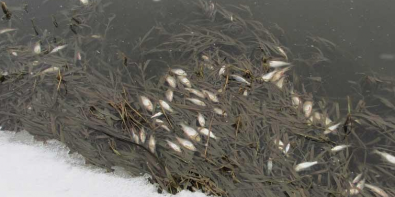 Установлена  причина гибели рыбы в реке Кузьминка