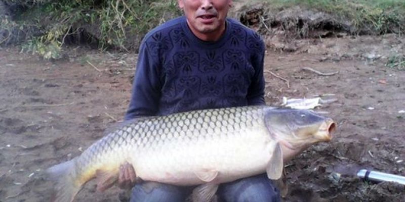 Рыболов из Башкирии поймал карпа весом 24 кг