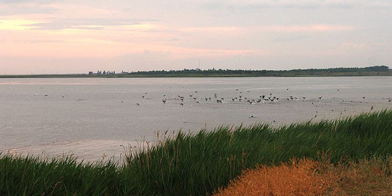 В Азовские лиманы выпустят толстолобика и белого амура