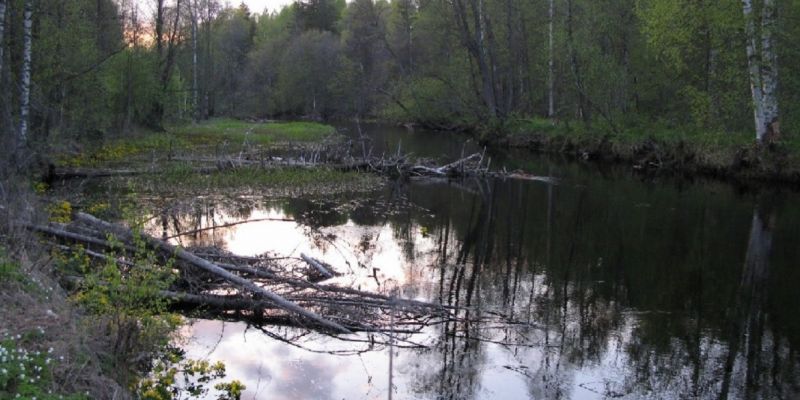 Малые реки Подмосковья обследуют 