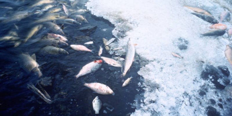 В Югре выясняют причины массовой гибели рыбы