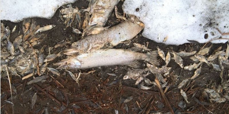 В Татарстане  на Волге зафиксирован массовый мор рыбы