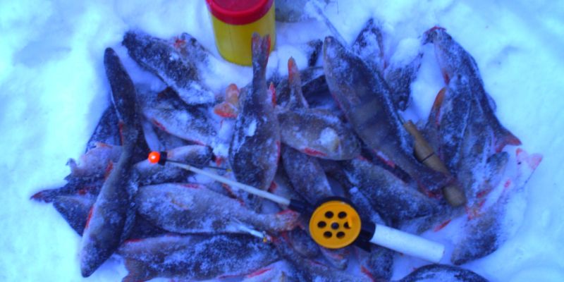 Союз Рыболовов России подвел итоги 2015 года