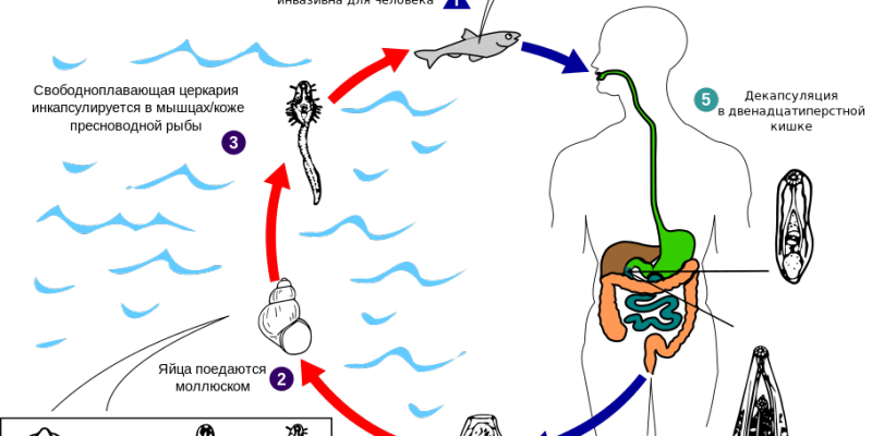 Описторхоз: Курилка | Симптомы и лечение | Форум рыбаков