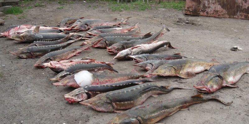 В Красноярском крае у браконьера изъята рекордная партия осетрины
