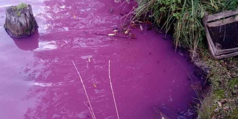 Вода в Товарковском водохранилище стала розовой