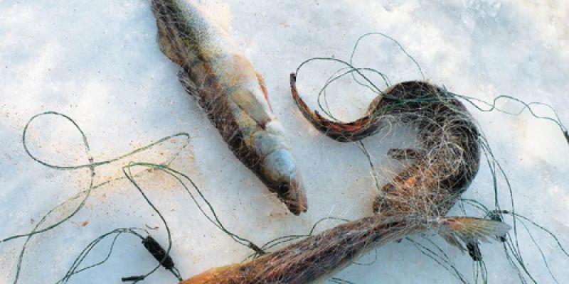 За новогодние каникулы  выявлено около 2000 нарушений в сфере рыболовства