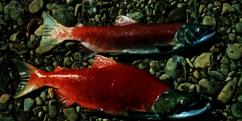 Сахалинские любители вылавливают рыбы больше, чем промысловики