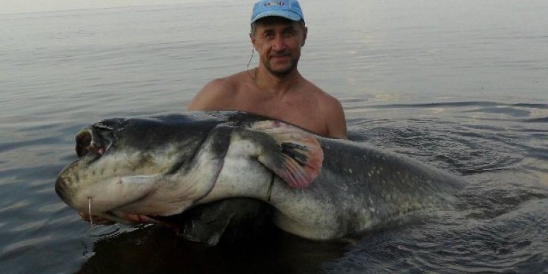 Ульяновский рыболов поймал сома весом 108 кг