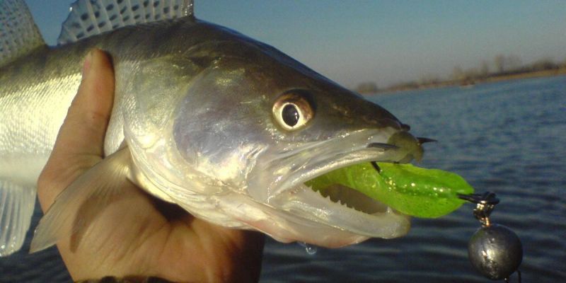 Липецким рыболовам временно запретили ловить судака и щуку