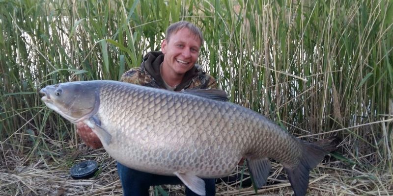 Житель Тверской области выловил белого амура весом 27.5 кг