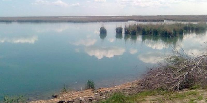 Ростовские водоемы помогут очистить белый амур и толстолобик