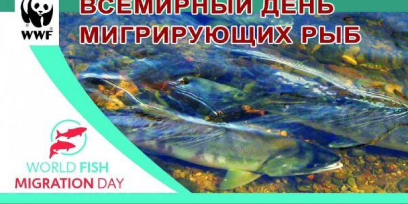 Всемирный день мигрирующих рыб отметили  на Камчатке