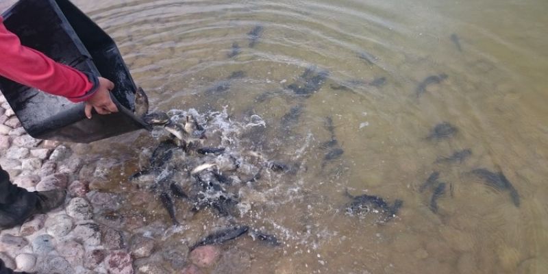 Продолжается зарыбление  водоёмов Подмосковья