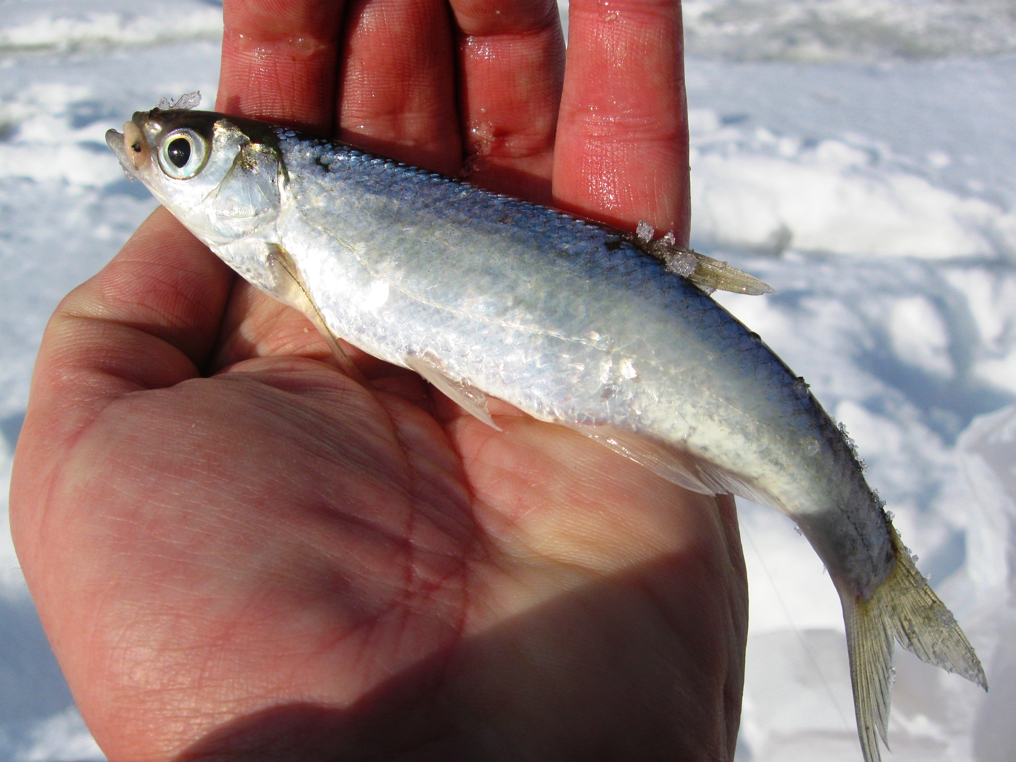 Новогодние приключения на льду, мелкая рыбёшка пойманная в ополонке, подробное фото