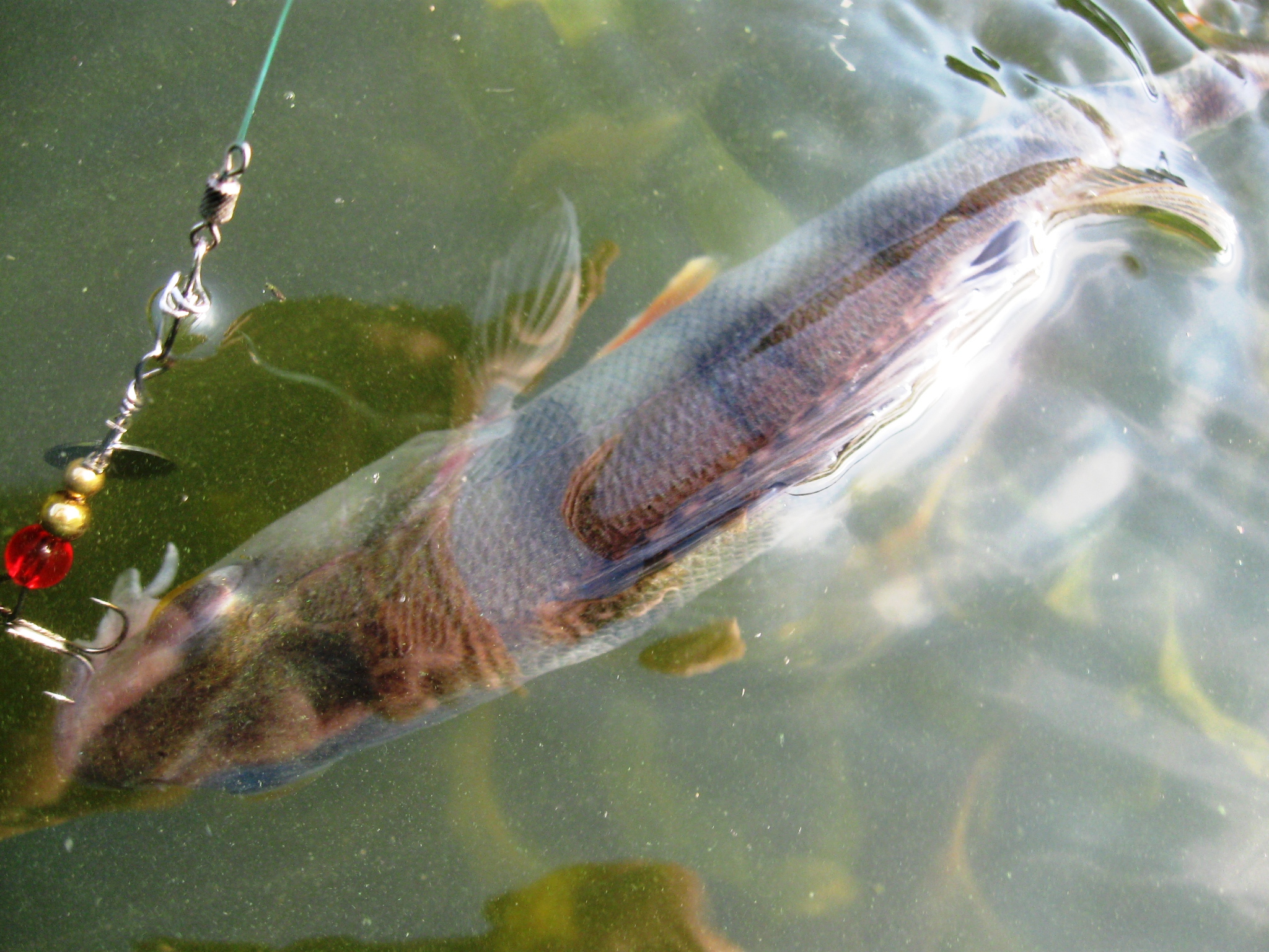 Летняя рыбалка на окуня, фото