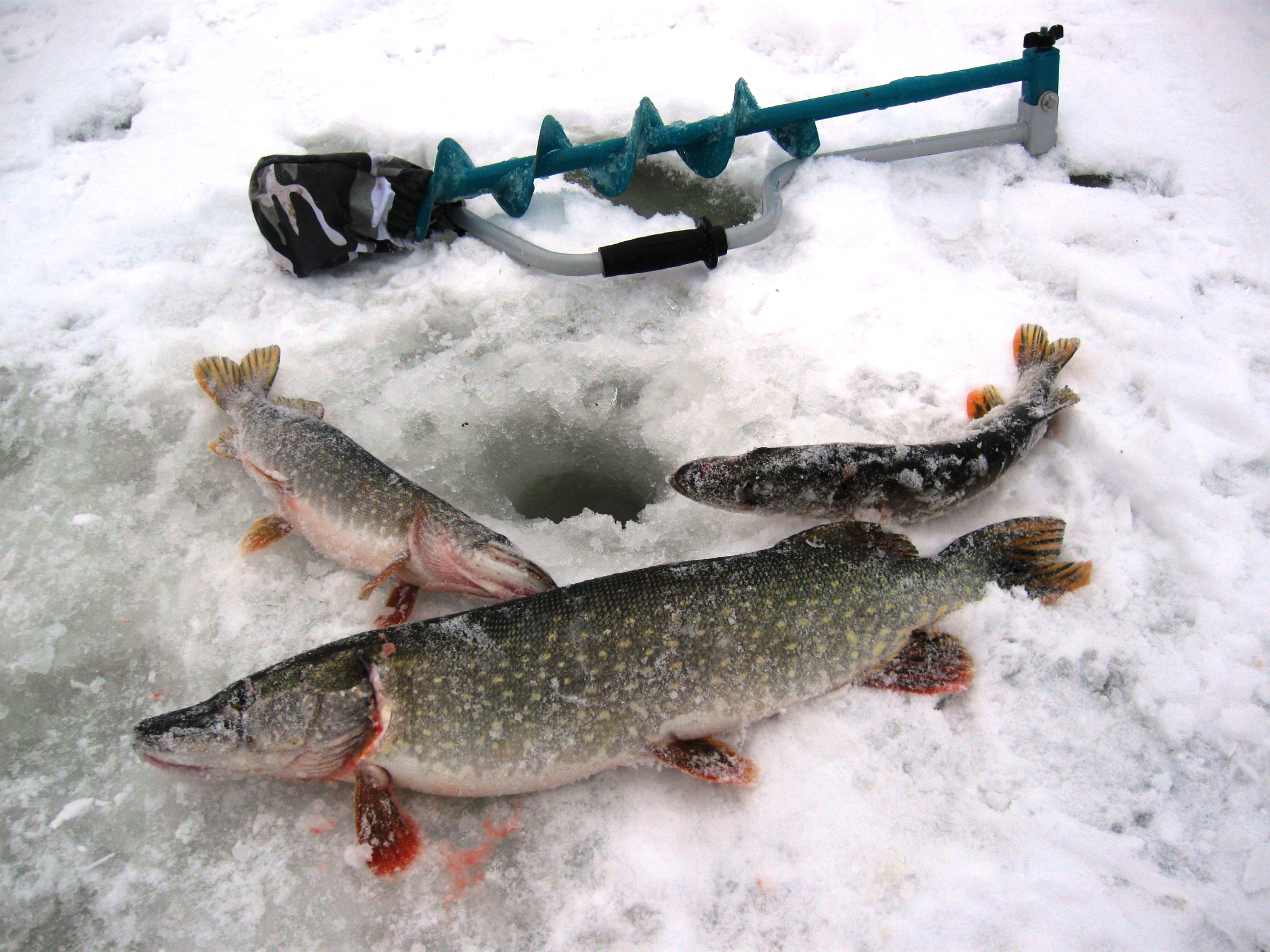 Новогодние приключения на льду, зимний улов щуки на подлёдной ловле, смотреть фото