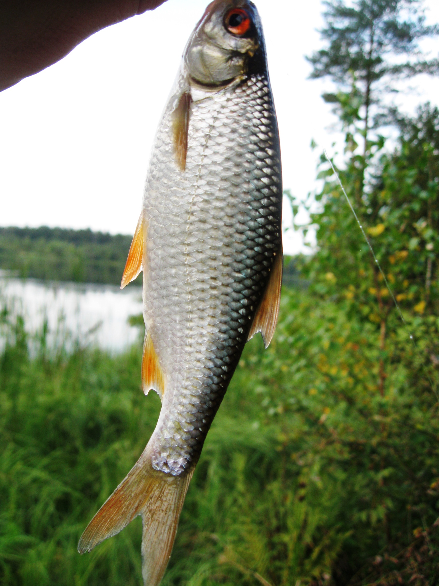 Осенние рыбалки с болонкой и фидером, окунь выловленный осенью с болонкой, фото